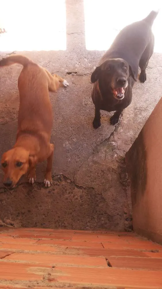 Cachorro ra a Vira lata  idade 2 anos nome Belinha