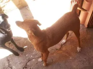 Cachorro raça Vira lata  idade 2 anos nome Belinha