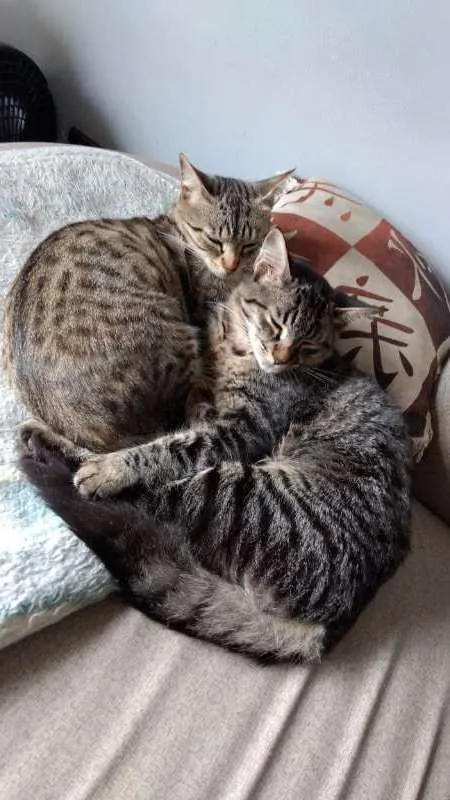 Gato ra a SRD idade 2 a 6 meses nome Lord e Candy