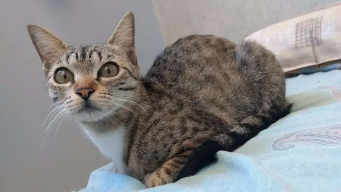 Gato ra a SRD idade 2 a 6 meses nome Lord e Candy