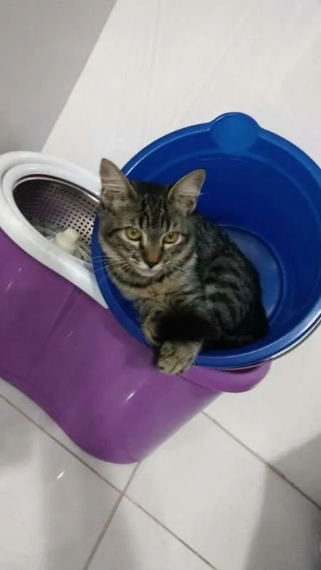 Gato ra a SRD idade 2 a 6 meses nome Lord e Candy