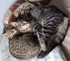 Gato raça SRD idade 2 a 6 meses nome Lord e Candy