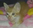 Bolinha de queijo