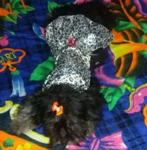 Cachorro raça Poodle idade 7 a 11 meses nome MEGGY