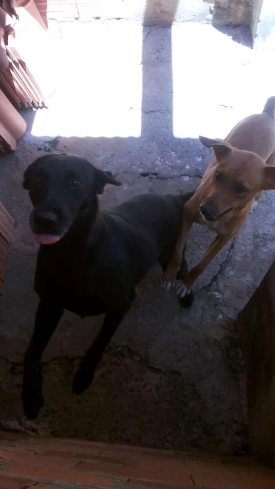 Cachorro ra a Labrador idade 2 anos nome Princesa