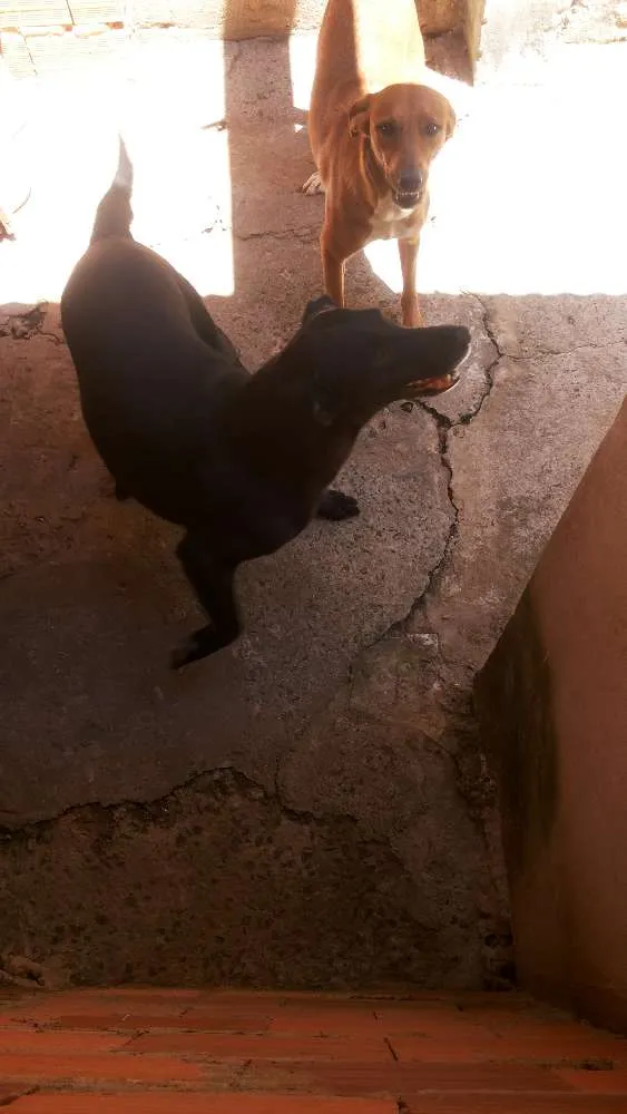 Cachorro ra a Labrador idade 2 anos nome Princesa