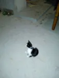 Filhotes de gato