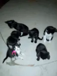 Filhotes de gato