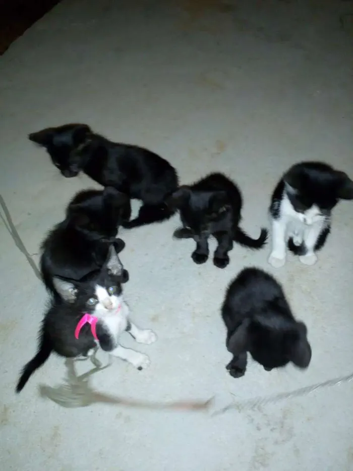 Gato ra a Comum idade 2 a 6 meses nome Filhotes de gato