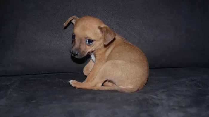 Cachorro ra a Pinscher com Poodle idade Abaixo de 2 meses nome Joaquim