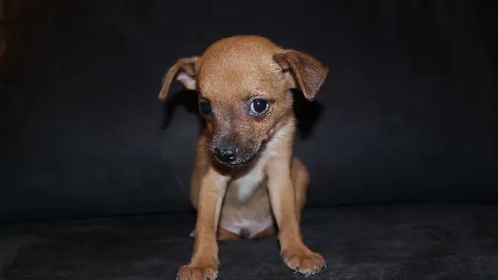 Cachorro ra a Pinscher com Poodle idade Abaixo de 2 meses nome Joaquim