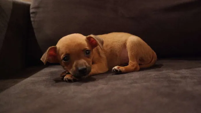 Cachorro ra a Pinscher com Poodle idade Abaixo de 2 meses nome Joaquim