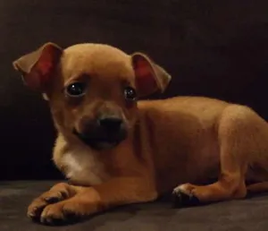 Cachorro raça Pinscher com Poodle idade Abaixo de 2 meses nome Joaquim