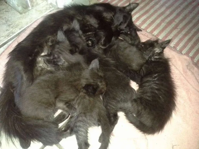 Gato raça SRD idade 2 a 6 meses nome Sem Nome