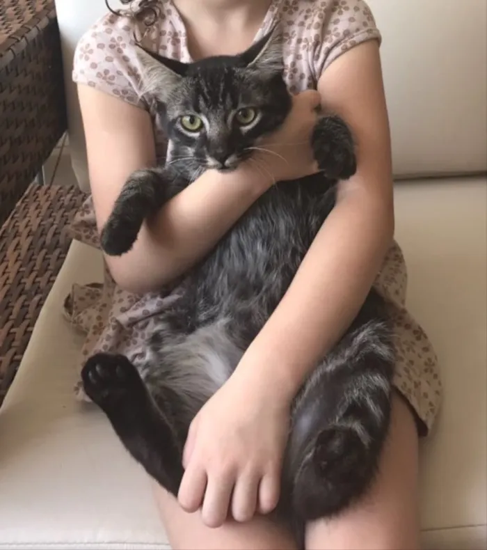 Gato ra a SRD idade 2 a 6 meses nome Pietro