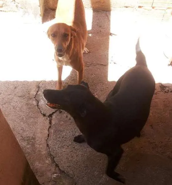 Cachorro ra a Labrador idade 2 anos nome Princesa