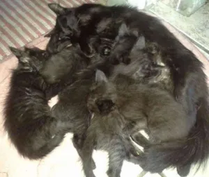 Gato raça SRD idade 2 a 6 meses nome Sem Nome