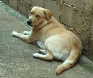 Cachorro raça Labrador mestiço idade 3 anos nome Lunna