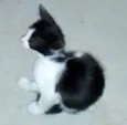 Filhotes de gato