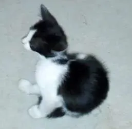 Gato ra a Comum idade 2 a 6 meses nome Filhotes de gato