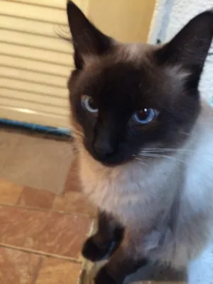 Gato raça Siamês  idade 2 anos nome Bóris