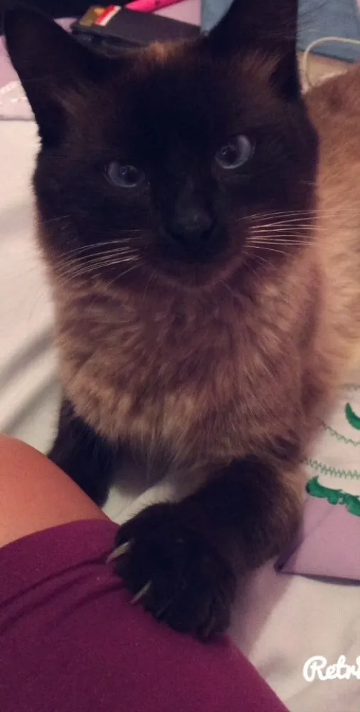 Gato raça Siamês  idade 2 anos nome Bóris