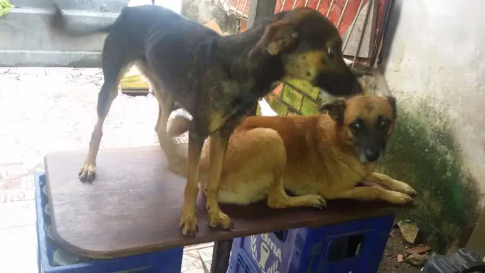 Cachorro ra a Pasto com puldo idade 4 anos nome Estrela