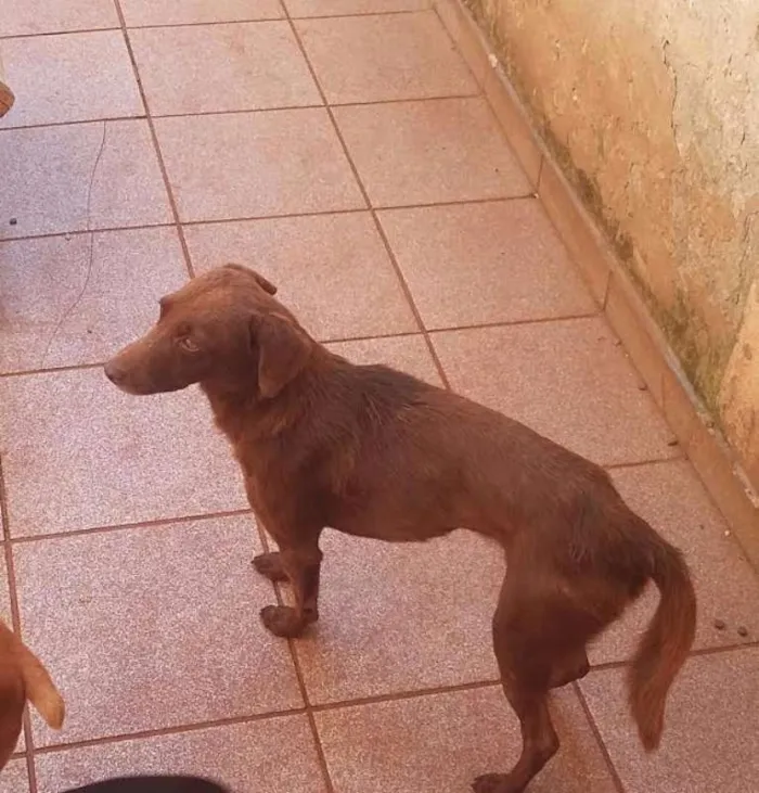 Cachorro ra a nenhuma idade 1 ano nome marrom