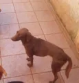 marrom