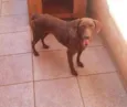marrom