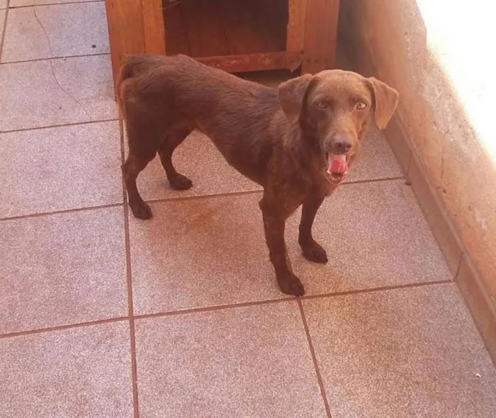 Cachorro ra a nenhuma idade 1 ano nome marrom