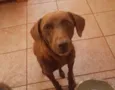 marrom