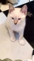 Tarzan , ChorãoMargô