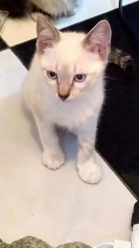Gato ra a Srd idade 2 a 6 meses nome Tarzan , ChorãoMargô