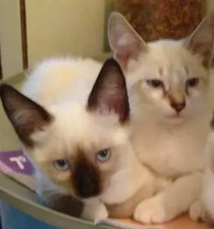 Gato raça Srd idade 2 a 6 meses nome Tarzan , ChorãoMargô