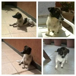 Cachorro raça SRD idade 7 a 11 meses nome Lana