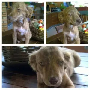 Cachorro raça SRD idade 2 a 6 meses nome Tatty