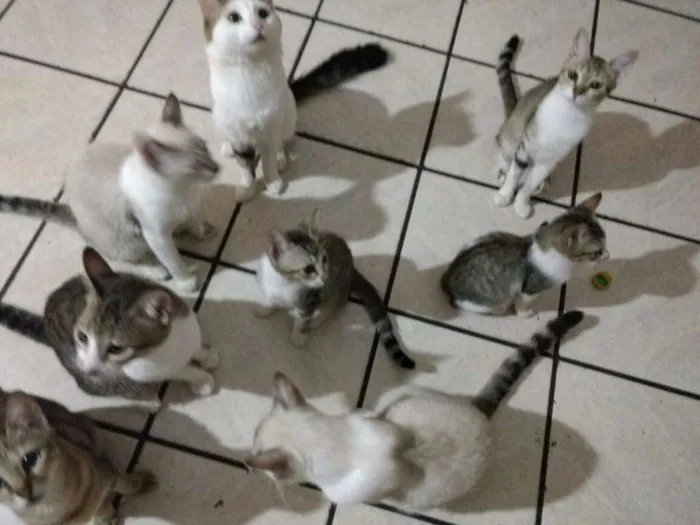 Gato raça Pelo Curto idade 2 a 6 meses nome Filhotes