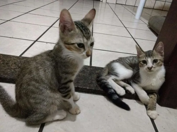 Gato raça Pelo Curto idade 2 a 6 meses nome Filhotes