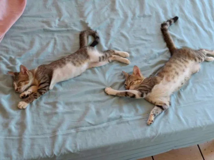Gato raça Pelo Curto idade 2 a 6 meses nome Filhotes