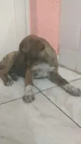 Cachorro raça  idade 2 a 6 meses nome Bob