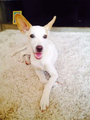 Cachorro raça Indefinido idade 1 ano nome Pepa