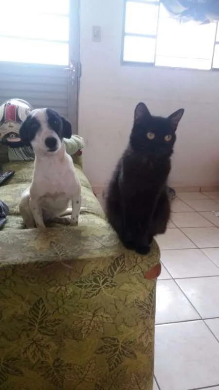 Cachorro raça indefinida idade 1 ano nome Belinha