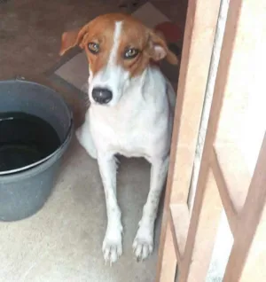 Cachorro raça Indefinida idade 1 ano nome Filózinha