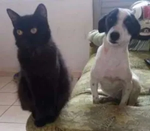 Cachorro raça indefinida idade 1 ano nome Belinha