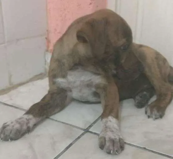 Cachorro raça  idade 2 a 6 meses nome Bob