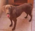 marrom