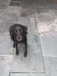 Stella 