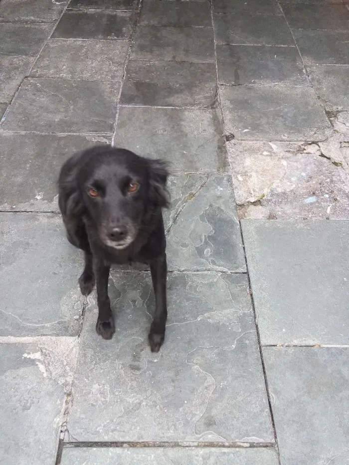 Cachorro ra a SRD idade 2 anos nome Stella 