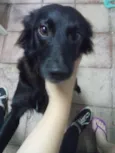 Stella
